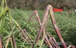 Garance : La Réunion, l'île en phase de sauvegarde