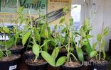 fête de la vanille 