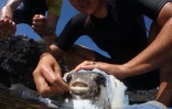 Les Amis du Cap relâchaient le fugu à Saint-Paul. (Photos Thierry Peres)