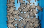 [Photos] Kélonia : à peine sortie du nid, une soixantaine de petites tortues vertes partent vers l'océan