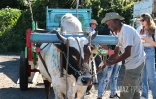 Baptême des couteaux à Saint-Pierre avant la campagne sucrière dans le sud