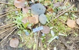 Land art