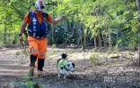 Chien chercher de fuites d'eau