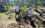 Plantation d'arbres