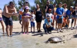 L'Hermitage : après quatre mois de convalescence, la tortue Epoi retrouve l'océan [?]