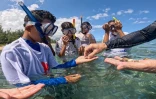 Plongée éducative dans le lagon pour des collégiens de Saint-Benoît