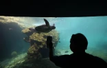 Tortues Kélonia