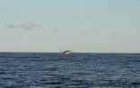 Deux baleines observées cap la houssaye