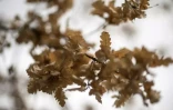 Au Royaume-Uni, chaleur et sécheresse provoquent un "faux automne"