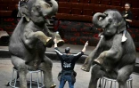 Le dresseur français Ivan Deforge lors d'une séance de dressage avec des éléphants, au Grand cirque de Moscou, le 1er octobre 2026