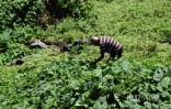 espèce envahissante , les espèces invasives