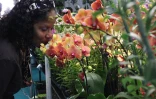 Salon Flore et Halle