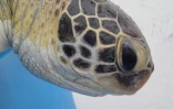 Une jeune tortue récupérée par Kélonia blessée par du fils de pêche