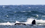 baleineau bloqué dans le lagon 
