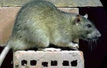 Rat