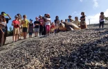 tortue kelonia  Rosalia 