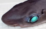 Objectif 1.000 : une nouvelle espèce de requin découverte à La Réunion [?]