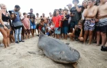 Hommage victimes requins 