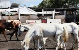 cyclone garance chevaux 