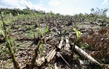 région cyclone Garance 