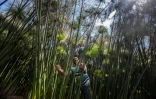Abdel Mobdi Moussalam dans sa plantation de papyrus près du village d'Al-Qaramous en Egypte, le 28 juillet 2021