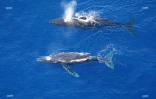 Baleine Saint-Paul