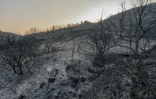 Une forêt détruite par un incendie à Coustouge, dans l'Aude, le 7 août 2025