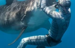 Polynésie: l'apnéiste Pierrick Seybald endort les requins tigre