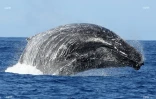 baleines 