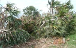 Impact du cyclone Garance et projet de restauration sur la population de vacoas détruits sur le littoral de ChampBorne