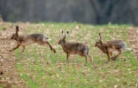 Le lapin a la faculté de s'étendre rapidement: jusqu'à 7 portées annuelles, de 5 lapereaux en moyenne chacune, et une maturité sexuelle dès l'âge de 3-4 mois