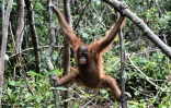 Un oran-outang dans la jungle indonésienne, le 4 août 2016 à Ketapang