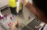  chikungunya analyse sang 