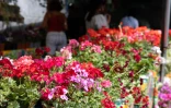 FLORILEGE 2025