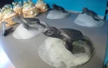 Kélonia : des moulages des tortues vertes nées à La Réunion en vente à la boutique