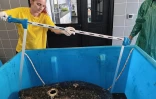 Kélonia : le cadavre d'une tortue verte récupéré au large du Cap Lahoussaye
