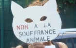 Errance animale
