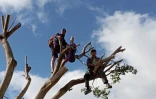 Casabona : des militants perchés dans les arbres, la police tente de les déloger 
