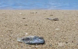 Poissons morts dans le lagon