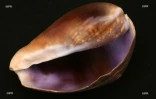 Coquillages