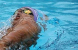 meeting natation 2017