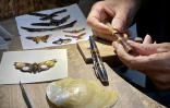 Artisan d'écailles de tortue, un métier péi disparu d'ici dix ans