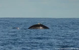 Deux baleines observées cap la houssaye