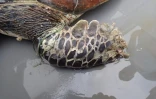 Une tortue décède, la nageoire blessée par un fil de pêche