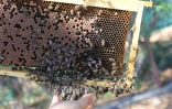 Apiculture