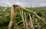 Garance : La Réunion, l'île en phase de sauvegarde