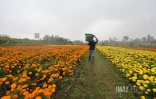 fleurs oiellet inde
