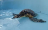 Adrien, la tortue imbriquée blessée, a retrouvé son bassin à Kélonia