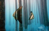 Sharksafe barrier