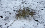neige 2006
